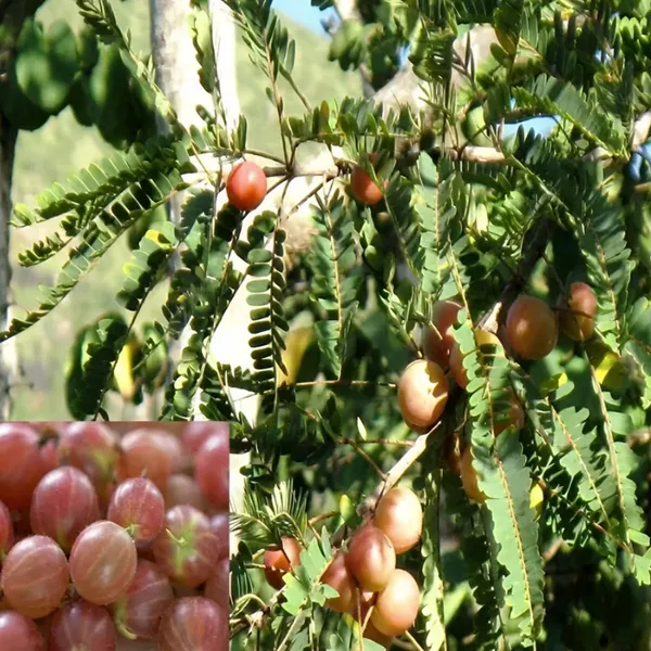 Hybrid_Red_Amla_Grafting_Fruit_Plant_(Pack_Of-1_)