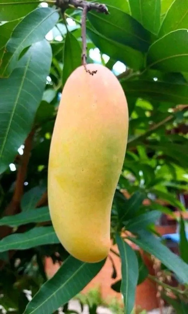Hybrid_3_Tasti_Mango_🥭🥭🥭_Grafting_Fruit_Plant_(Pack_Of-1_)