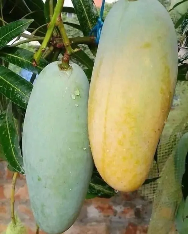 Hybrid_3_Tasti_Mango_🥭🥭🥭_Grafting_Fruit_Plant_(Pack_Of-1_)