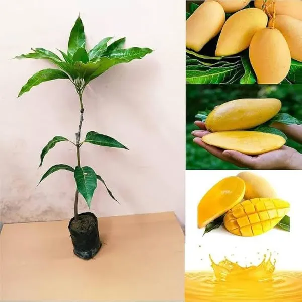 Hybrid_3_Tasti_Mango_🥭🥭🥭_Grafting_Fruit_Plant_(Pack_Of-1_)