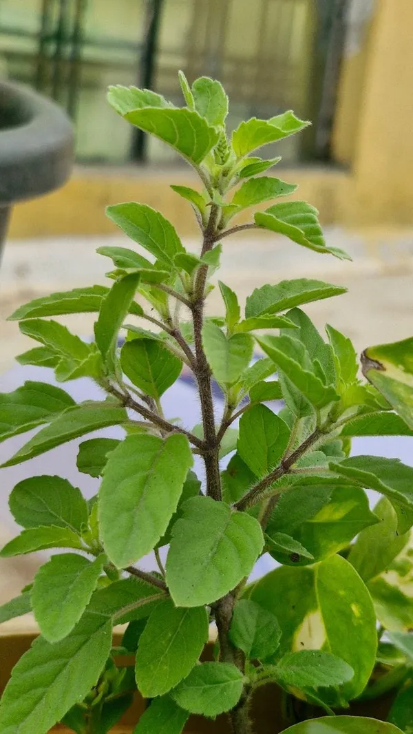 Krishna_Tulsi_Plant_(Pack_Of-1)