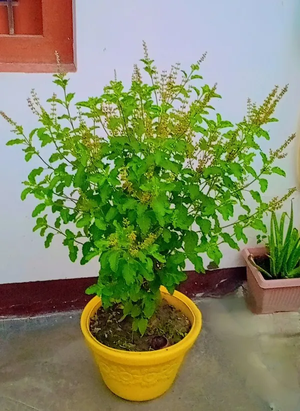 Krishna_Tulsi_Plant_(Pack_Of-1)