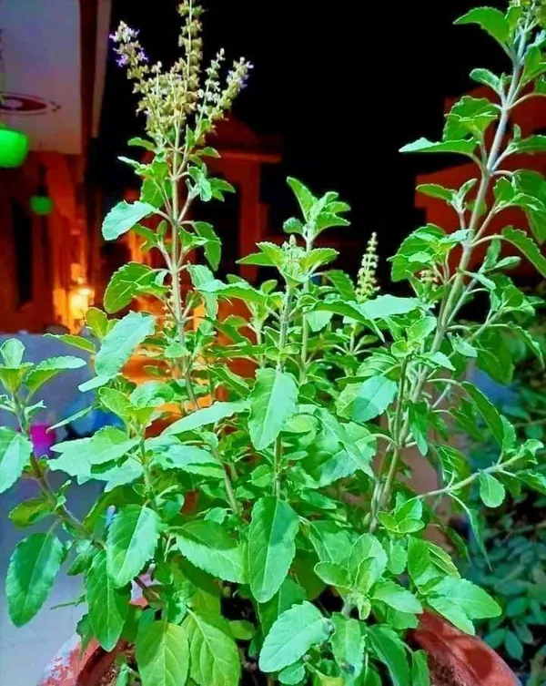 Krishna_Tulsi_Plant_(Pack_Of-1)