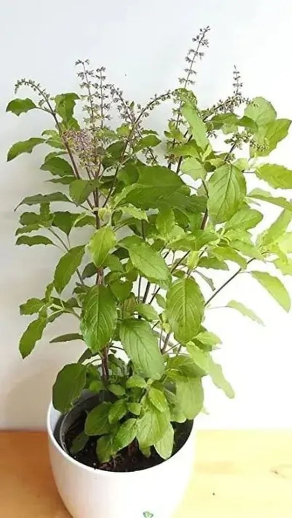 Krishna_Tulsi_Plant_(Pack_Of-1)