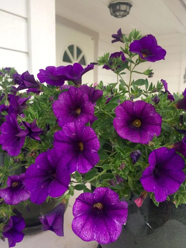 Purple_Petunia_Flower_Plant_(Pack_Of-1_)