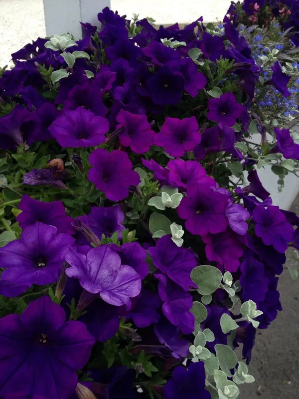Purple_Petunia_Flower_Plant_(Pack_Of-1_)