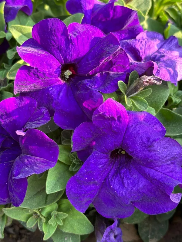 Purple_Petunia_Flower_Plant_(Pack_Of-1_)
