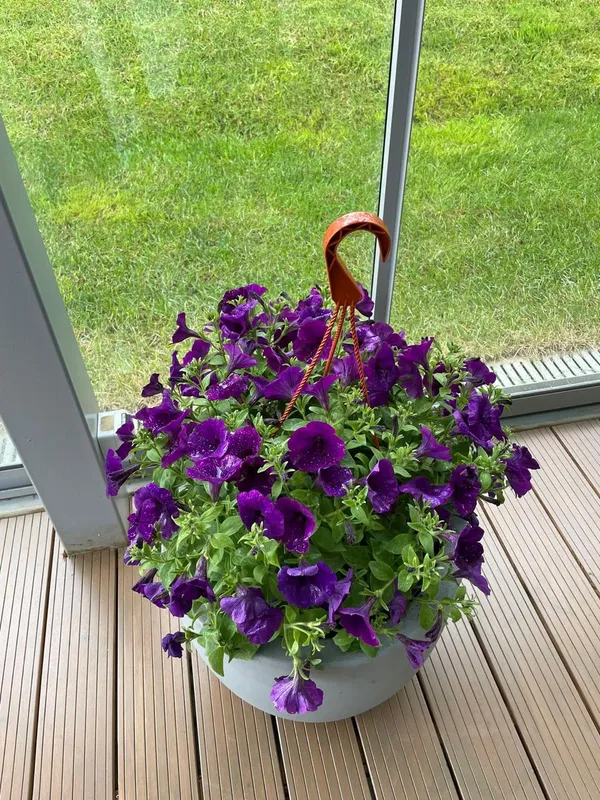 Purple_Petunia_Flower_Plant_(Pack_Of-1_)