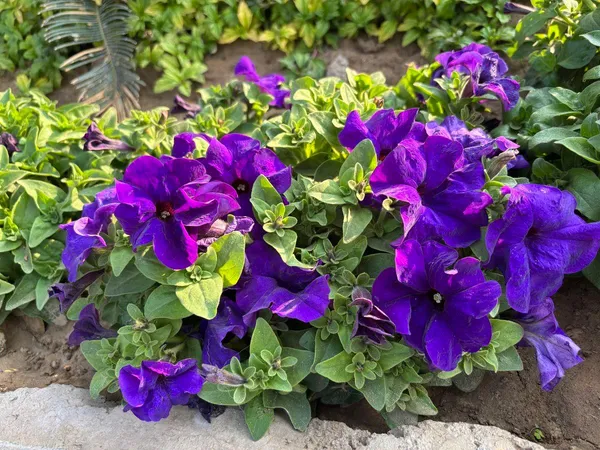Purple_Petunia_Flower_Plant_(Pack_Of-1_)