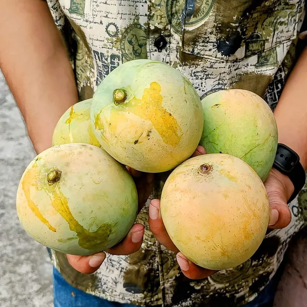 Gobindobhog_Mango_Fruit_Plant_(Hybrid_&_Grafting_)_Pack_Of-1