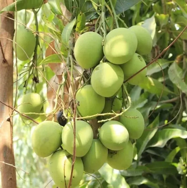 Gobindobhog_Mango_Fruit_Plant_(Hybrid_&_Grafting_)_Pack_Of-1