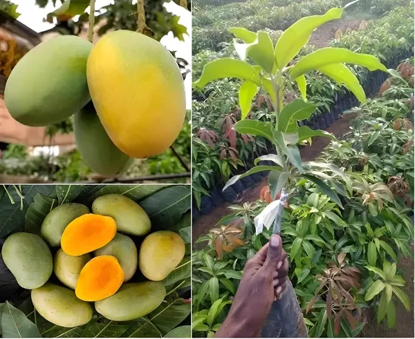 Gobindobhog_Mango_Fruit_Plant_(Hybrid_&_Grafting_)_Pack_Of-1