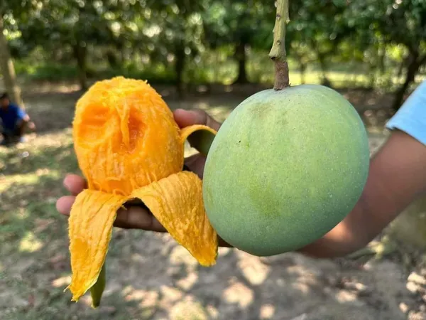 Gobindobhog_Mango_Fruit_Plant_(Hybrid_&_Grafting_)_Pack_Of-1