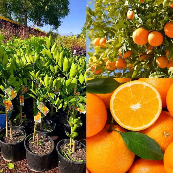 Yellow_Malta_Orange_Fruit_Plant_(Hybrid_&_Grafting)_Pack_Of-1