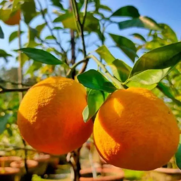 Yellow_Malta_Orange_Fruit_Plant_(Hybrid_&_Grafting)_Pack_Of-1