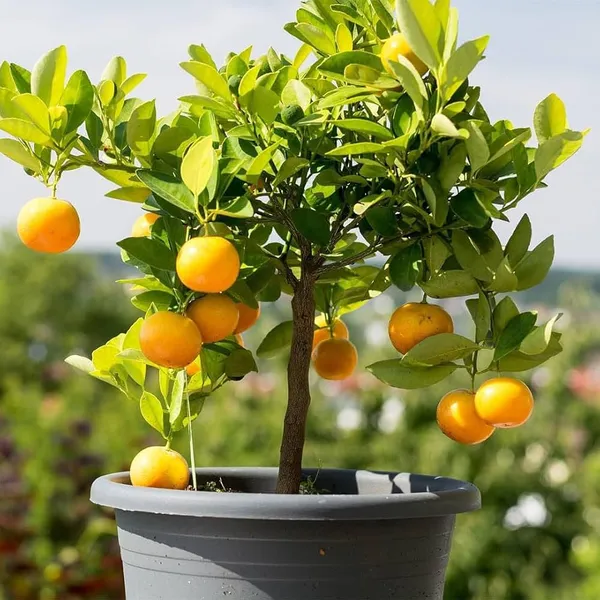 Yellow_Malta_Orange_Fruit_Plant_(Hybrid_&_Grafting)_Pack_Of-1