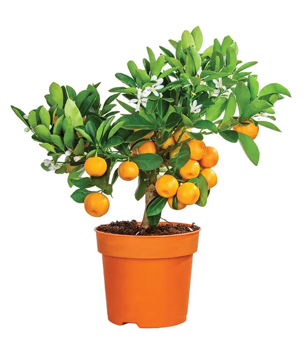 Yellow_Malta_Orange_Fruit_Plant_(Hybrid_&_Grafting)_Pack_Of-1