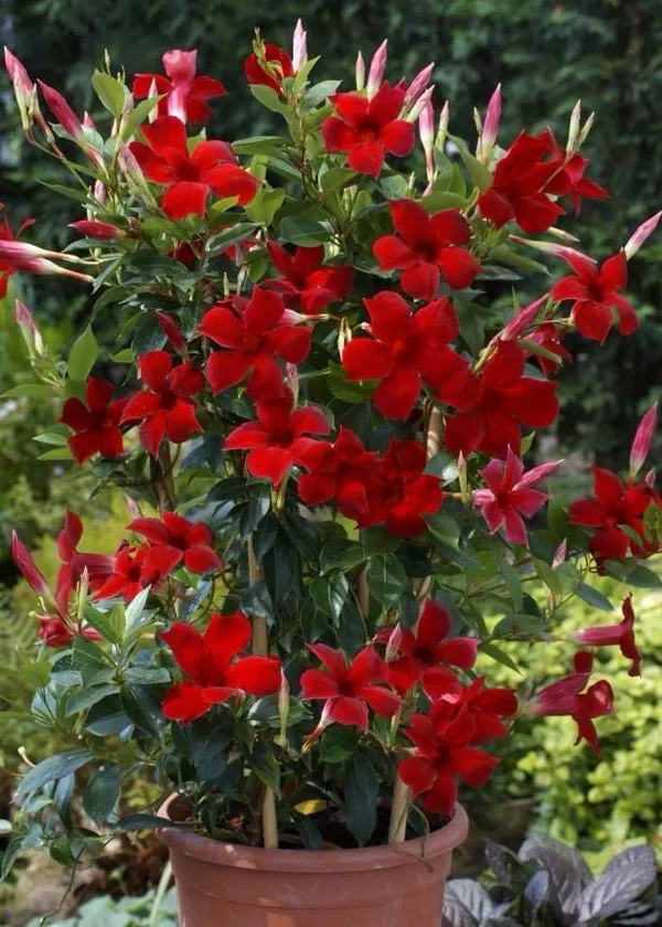 Hybrid_Mandevilla_Red_Flower_Plant_(Pack_Of-1)