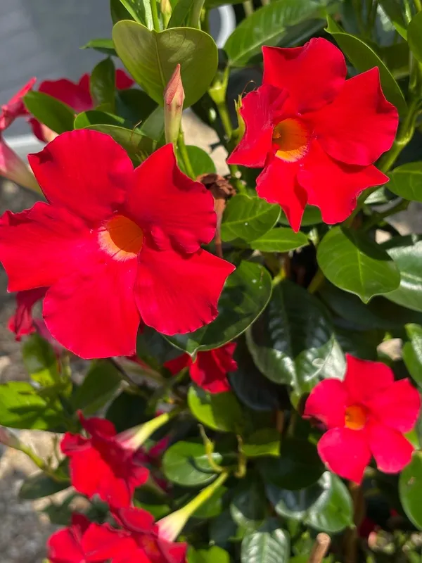 Hybrid_Mandevilla_Red_Flower_Plant_(Pack_Of-1)