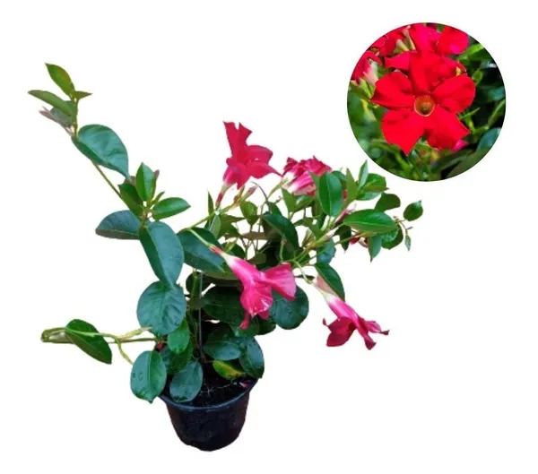 Hybrid_Mandevilla_Red_Flower_Plant_(Pack_Of-1)