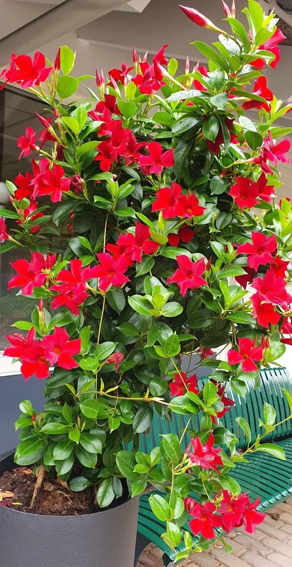 Hybrid_Mandevilla_Red_Flower_Plant_(Pack_Of-1)