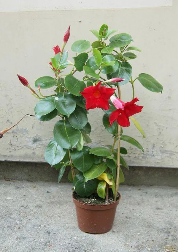 Hybrid_Mandevilla_Red_Flower_Plant_(Pack_Of-1)