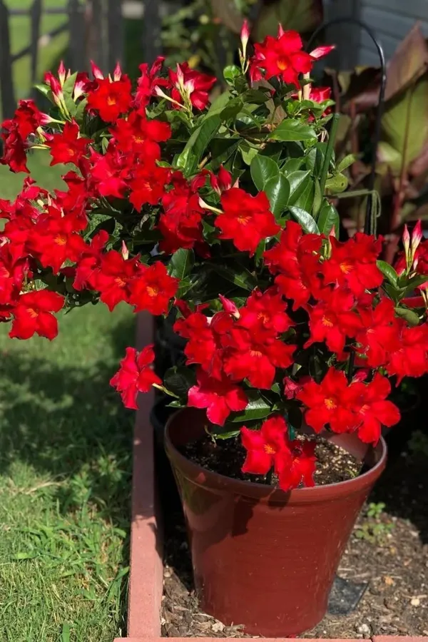 Hybrid_Mandevilla_Red_Flower_Plant_(Pack_Of-1)