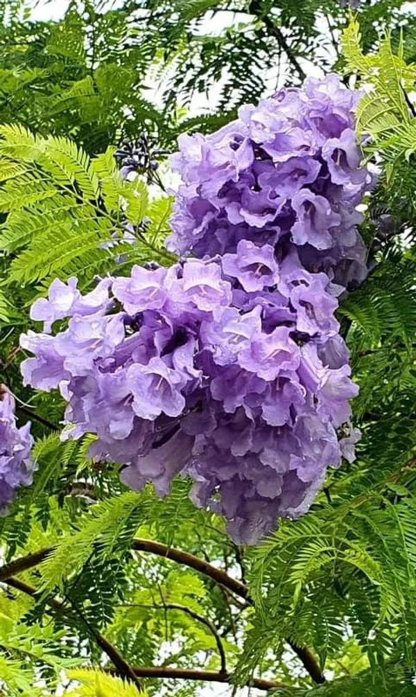 Jacaranda_Flower_Plant_🪻🪻🪻_(Pack_Of-1)