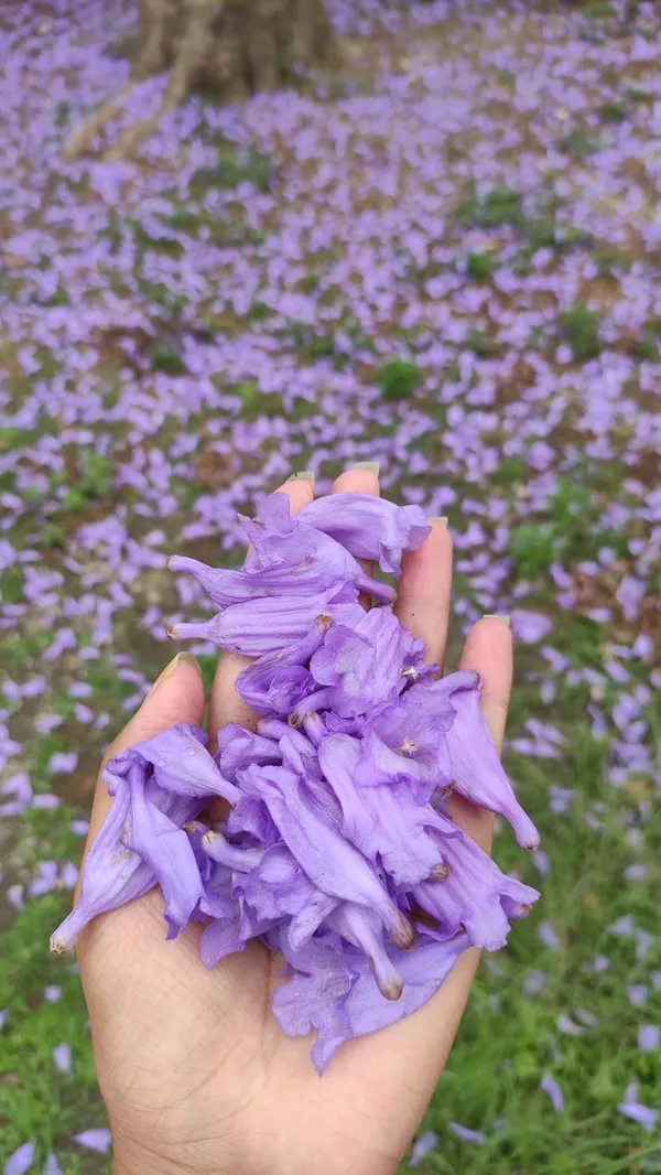 Jacaranda_Flower_Plant_🪻🪻🪻_(Pack_Of-1)