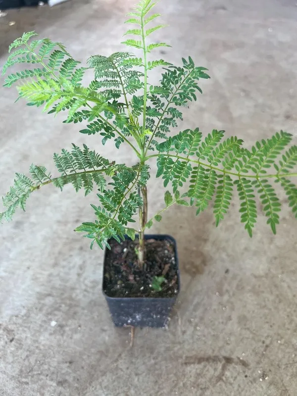 Jacaranda_Flower_Plant_🪻🪻🪻_(Pack_Of-1)