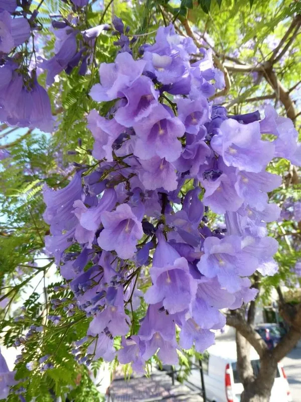 Jacaranda_Flower_Plant_🪻🪻🪻_(Pack_Of-1)