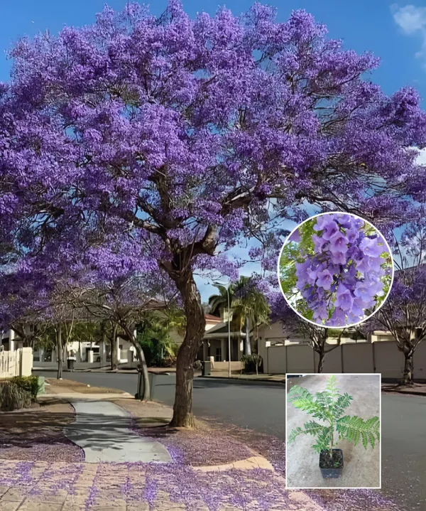 Jacaranda_Flower_Plant_🪻🪻🪻_(Pack_Of-1)