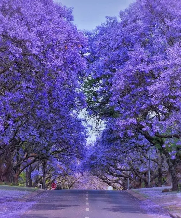 Jacaranda_Flower_Plant_🪻🪻🪻_(Pack_Of-1)