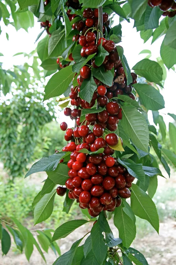 Hybrid_Sweet_Japanese_Cherry🍒🍒Grafting_Fruit_Plant_(Pack_Of-1)