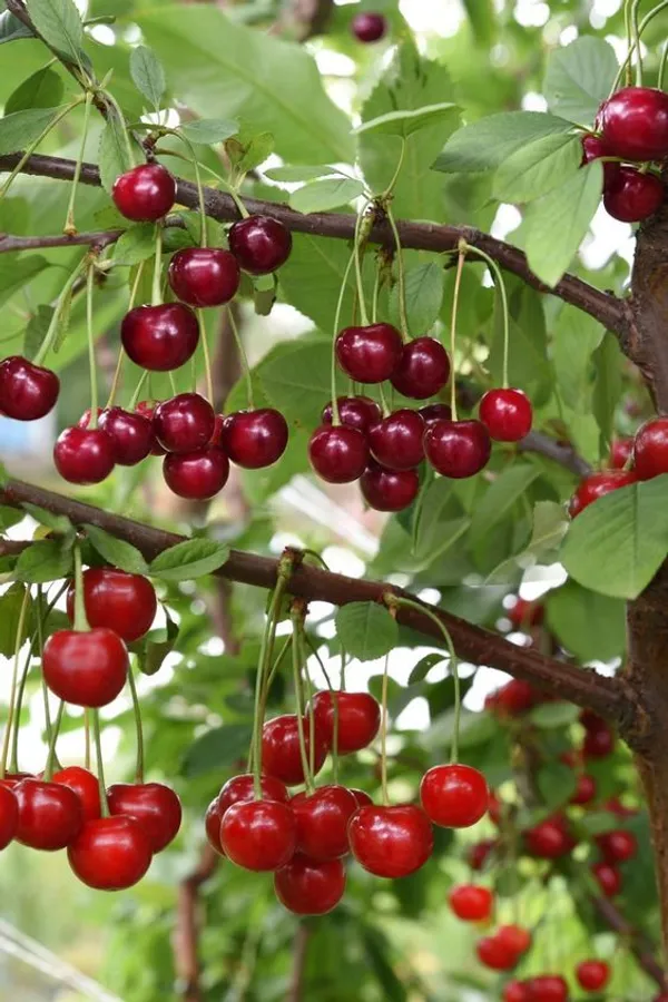 Hybrid_Sweet_Japanese_Cherry🍒🍒Grafting_Fruit_Plant_(Pack_Of-1)