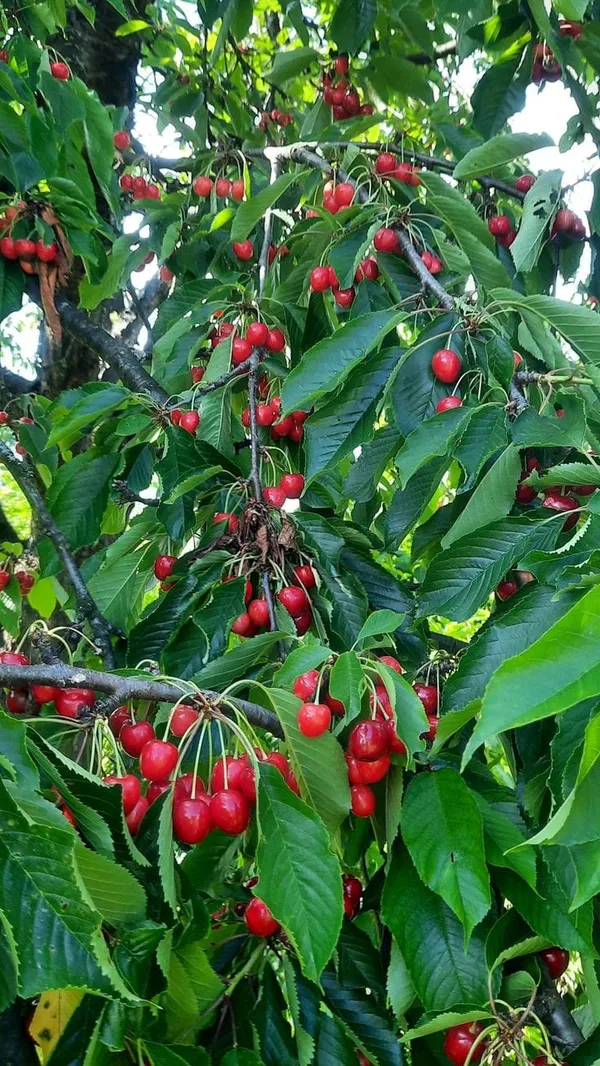 Hybrid_Sweet_Japanese_Cherry🍒🍒Grafting_Fruit_Plant_(Pack_Of-1)