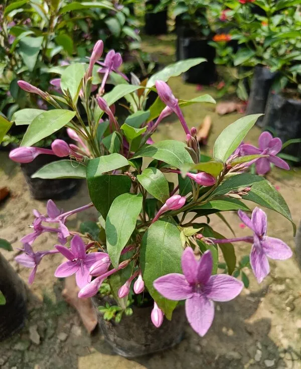 Hybrid_Blue_Tagar_Flower_Plant_(_Pack_Of-1_)