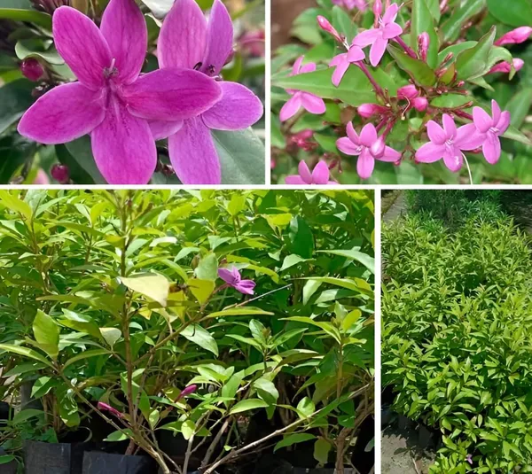 Hybrid_Blue_Tagar_Flower_Plant_(_Pack_Of-1_)
