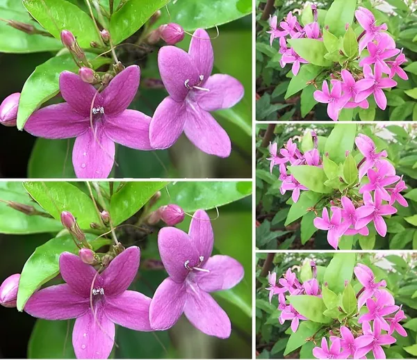 Hybrid_Blue_Tagar_Flower_Plant_(_Pack_Of-1_)