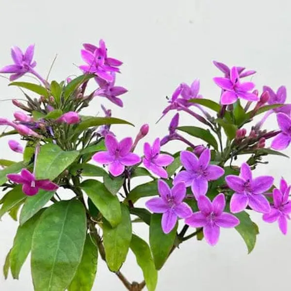 Hybrid_Blue_Tagar_Flower_Plant_(_Pack_Of-1_)