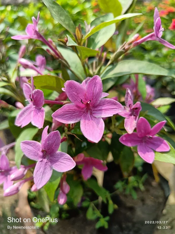 Hybrid_Blue_Tagar_Flower_Plant_(_Pack_Of-1_)