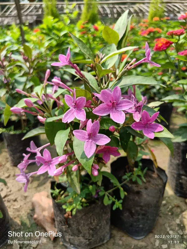 Hybrid_Blue_Tagar_Flower_Plant_(_Pack_Of-1_)