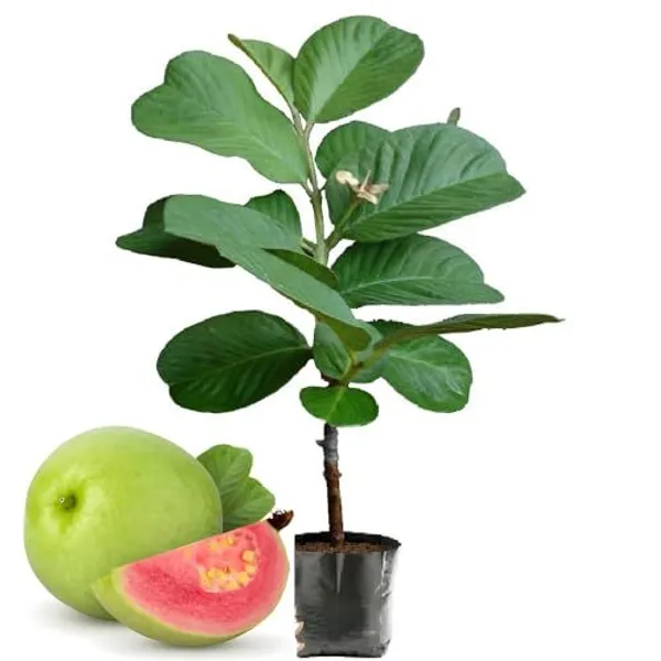 Hybrid_Red_Dimond_Grafting_Guava_Plant_(Pack_Of_1)