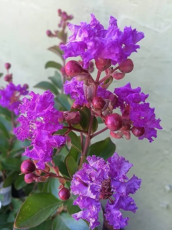 Hybrid_Furush_Flower_🪻🪻🪻_Plant_(Pack_Of_1)