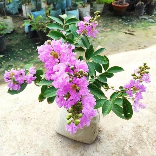 Hybrid_Furush_Flower_🪻🪻🪻_Plant_(Pack_Of_1)