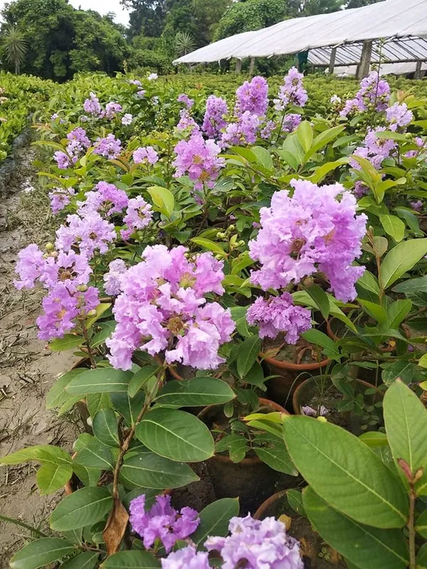 Hybrid_Furush_Flower_🪻🪻🪻_Plant_(Pack_Of_1)