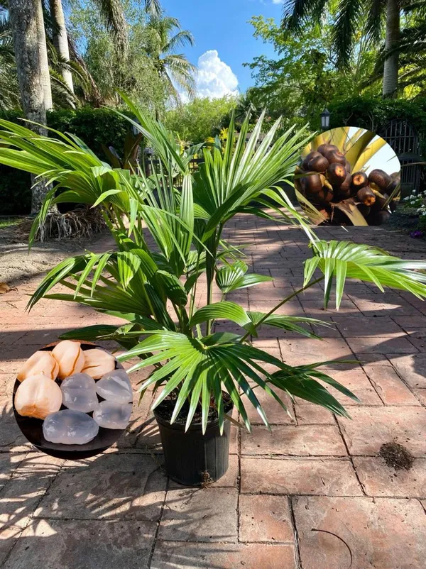Hybrid_Palm_Fruit_Plant_(Pack_Of-1_)