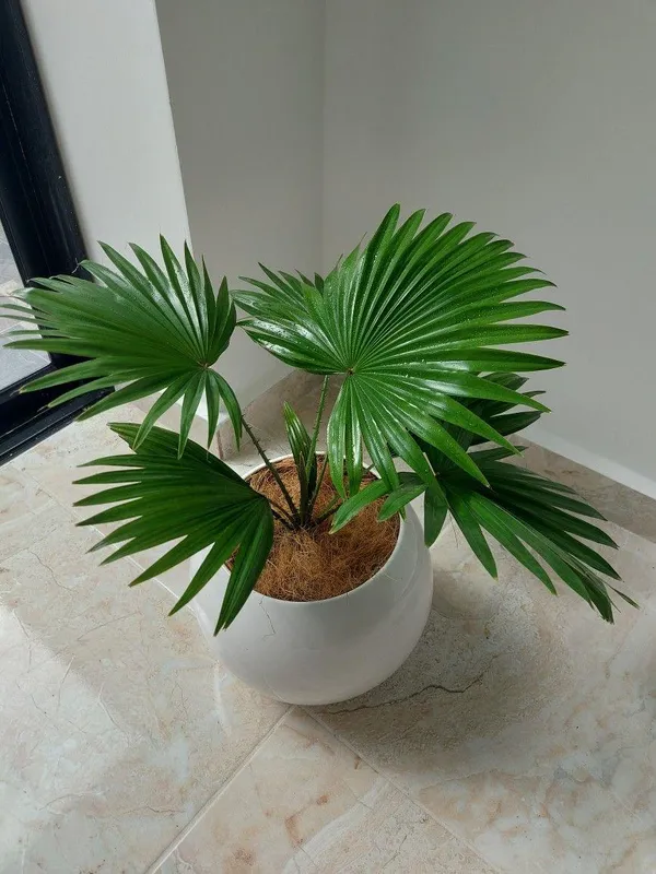Hybrid_Palm_Fruit_Plant_(Pack_Of-1_)