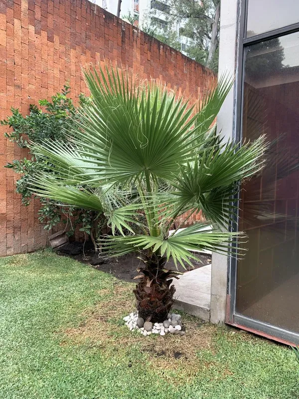 Hybrid_Palm_Fruit_Plant_(Pack_Of-1_)