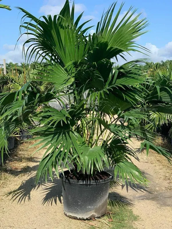 Hybrid_Palm_Fruit_Plant_(Pack_Of-1_)